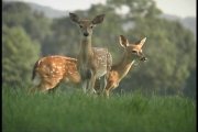 Picture of 2 fawns