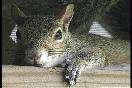 Picture-of-a-squirrel-napping-close-up